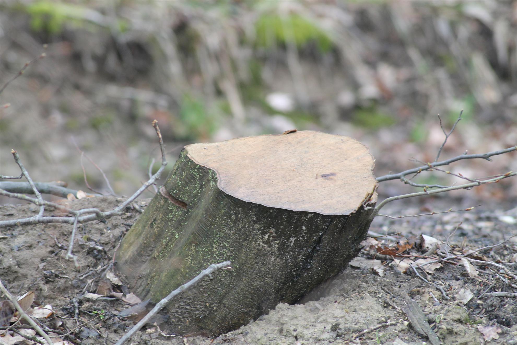 Peisaje... - harsany-aprilie2013-2021.JPG